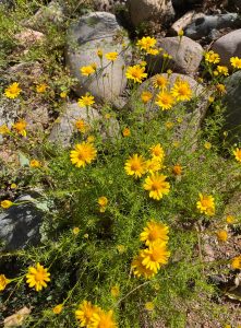 yellow flowers