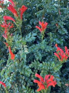 Chuparosa desert plant