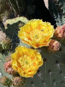 yellow cactus flower